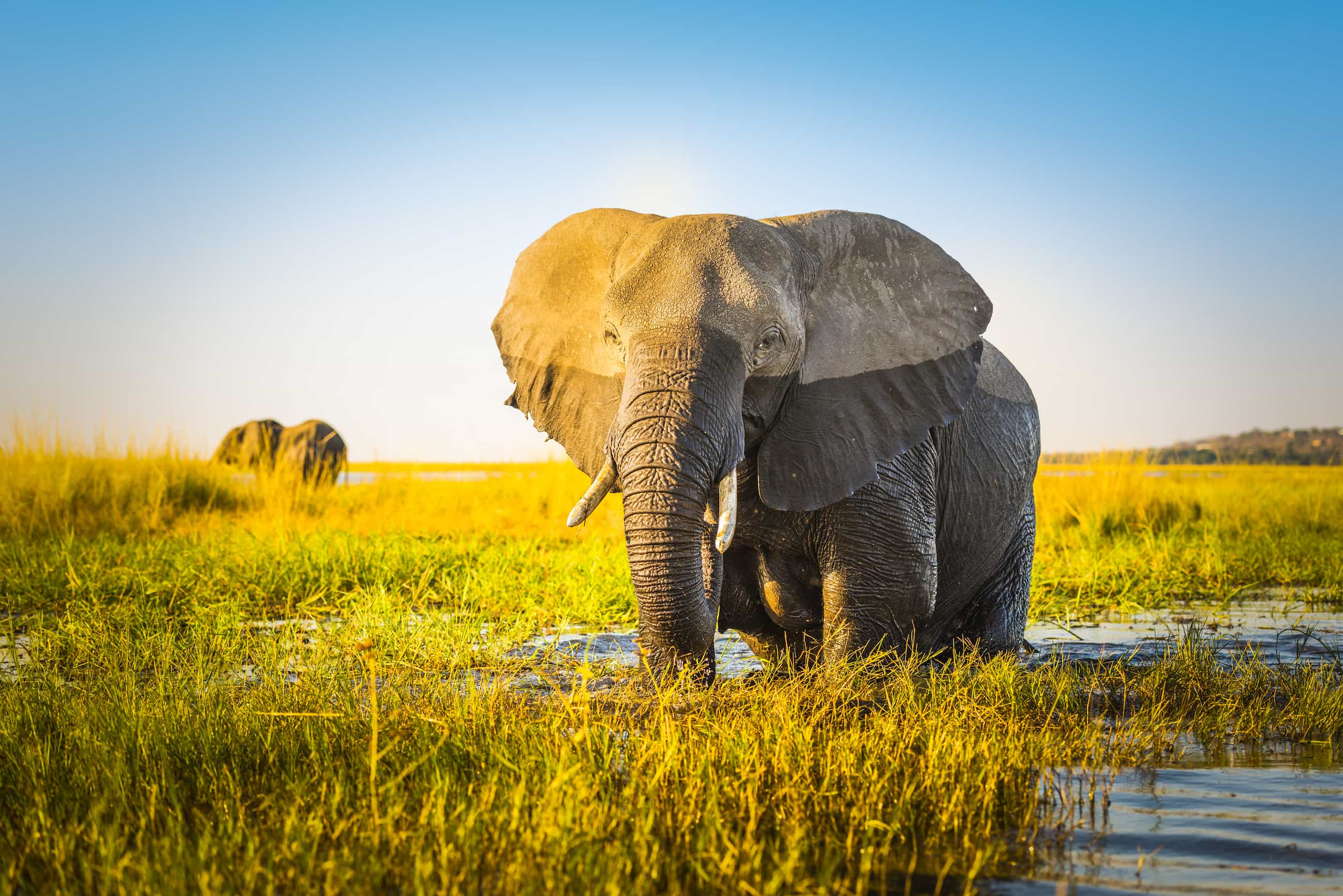 Effective Transformational Change Must Embrace The Entire Elephant — Not Just Its Part